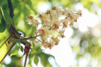 Photo of Closeup view of blossoming chestnut tree outdoors on sunny spring day