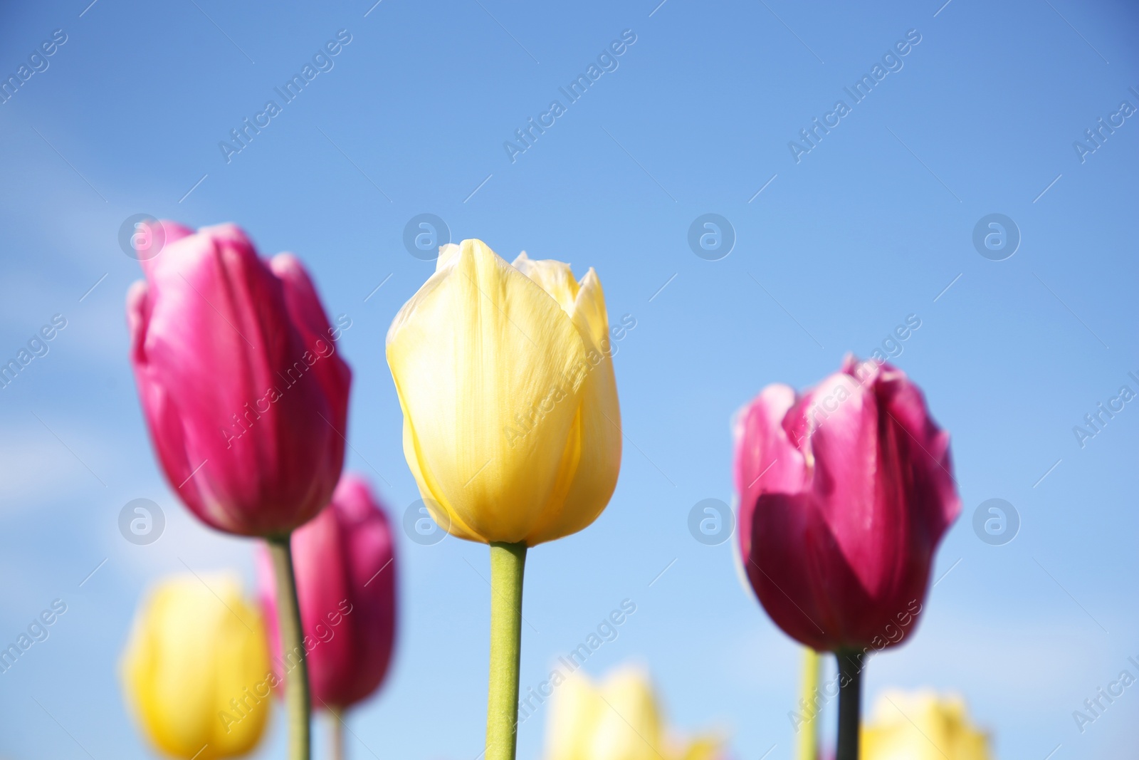 Photo of Beautiful colorful tulip flowers against blue sky, closeup