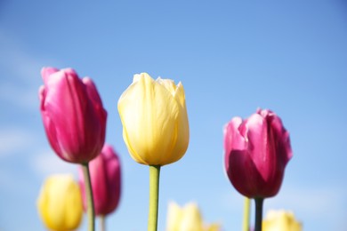 Beautiful colorful tulip flowers against blue sky, closeup
