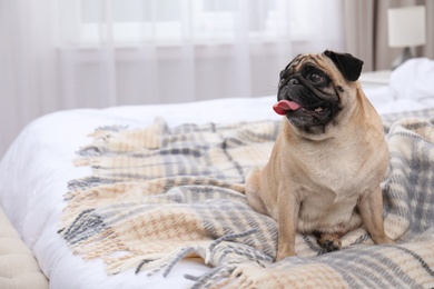 Photo of Happy cute pug dog on bed indoors