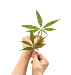 Photo of Woman holding fresh green hemp leaves on white background, closeup. Space for text