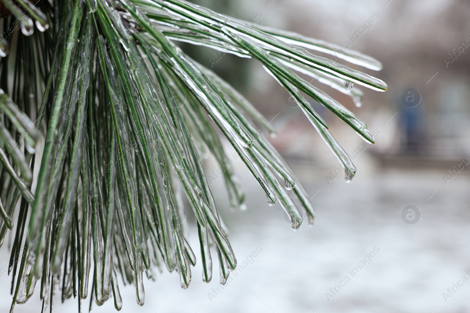 Photo of Pine branch in ice glaze outdoors on winter day, closeup