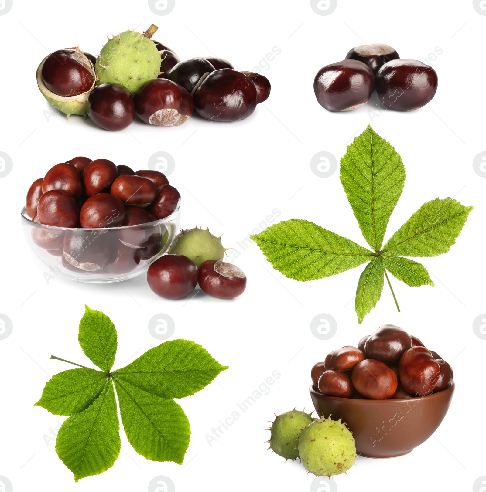 Image of Set of brown horse chestnuts with green leaves isolated on white