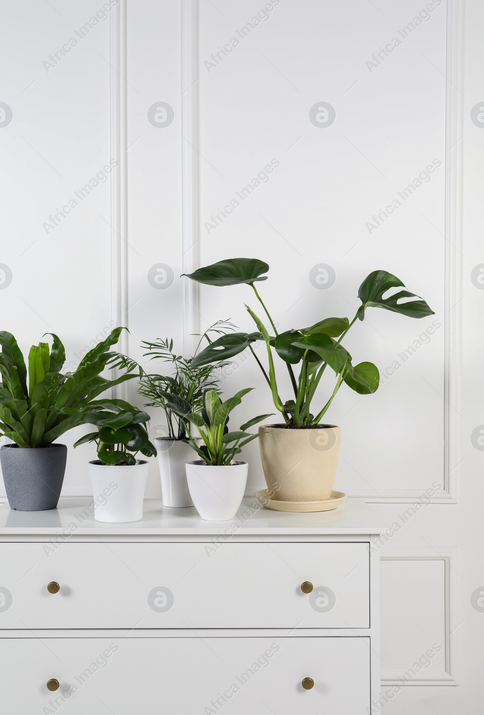 Photo of Many different houseplants in pots on chest of drawers near white wall, space for text