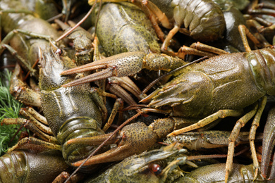 Fresh raw crayfishes as background, closeup. Healthy seafood