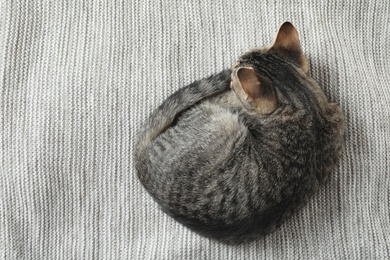 Photo of Grey tabby cat lying on knitted blanket, top view with space for text. Adorable pet