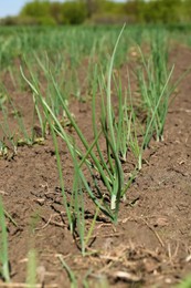 Photo of Young green onion sprouts growing in field, closeup