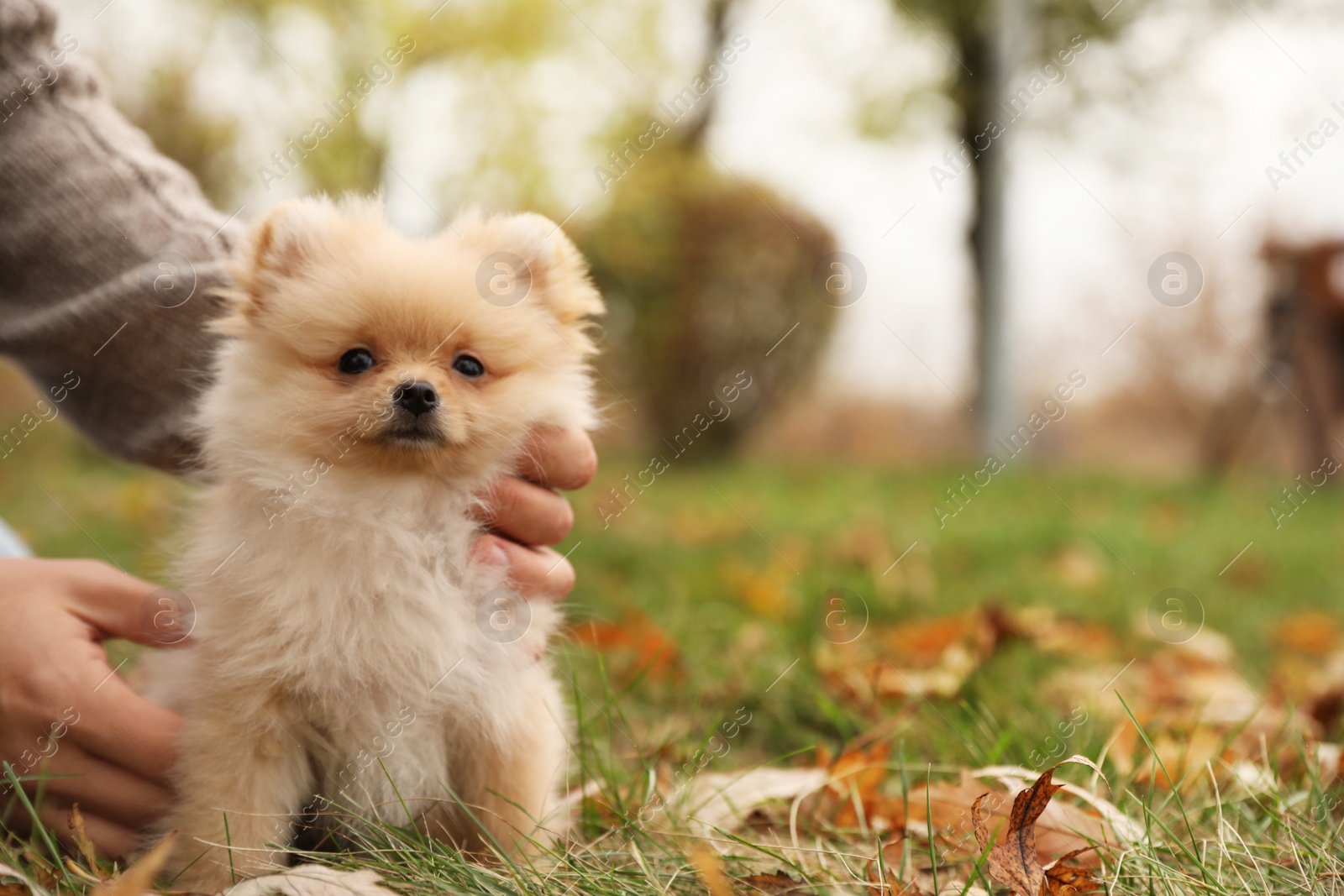 Photo of Man with small fluffy dog in autumn park, closeup