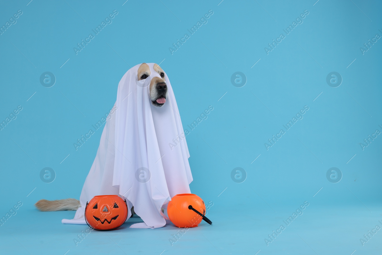 Photo of Cute Labrador Retriever dog wearing ghost costume with Halloween buckets on light blue background. Space for text