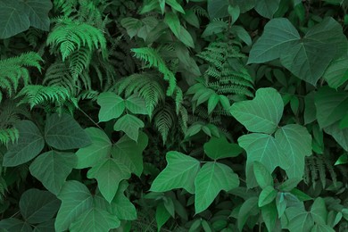 Fresh plants with beautiful green leaves growing in tropical forest