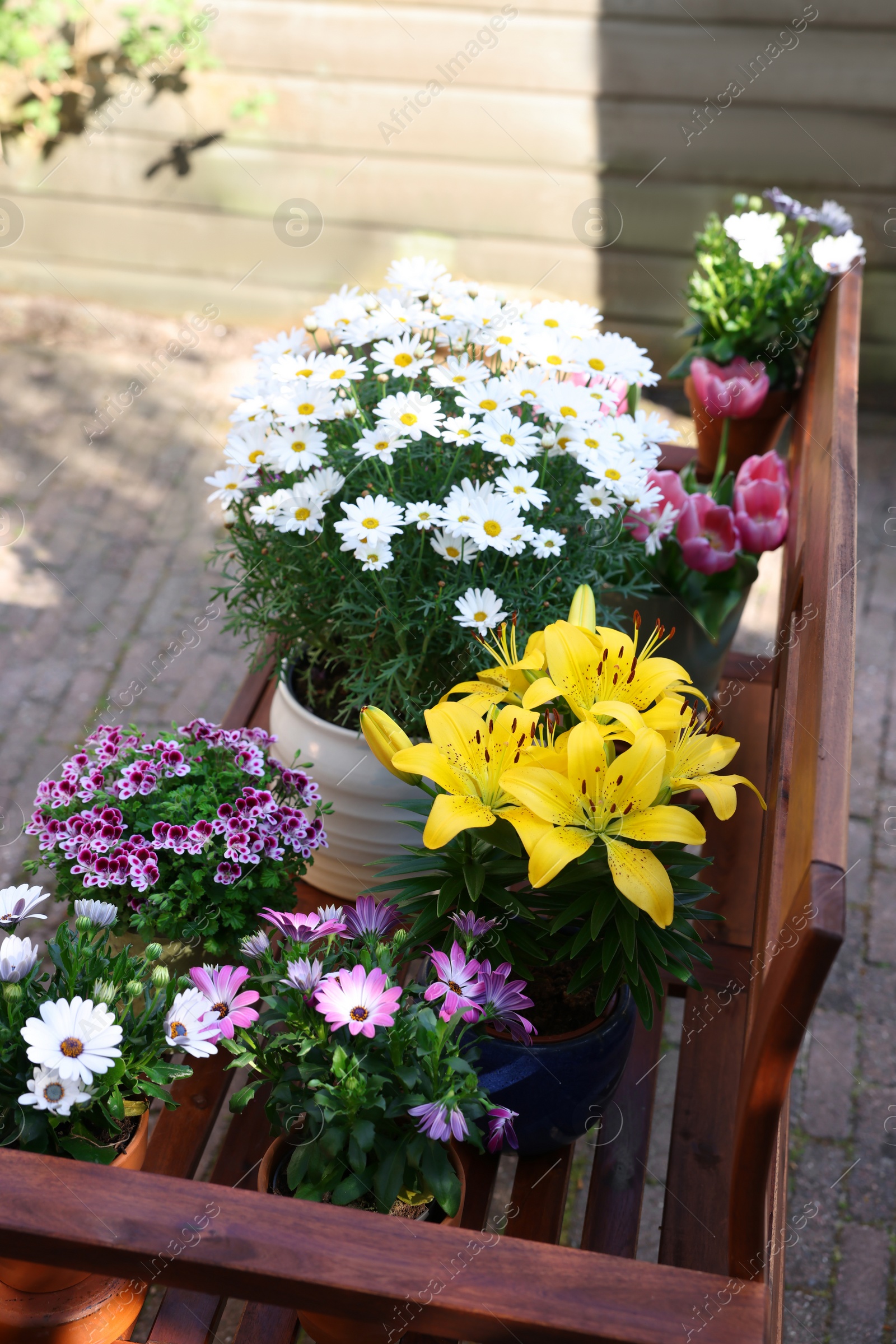 Photo of Many different beautiful blooming plants in flowerpots on wooden bench outdoors