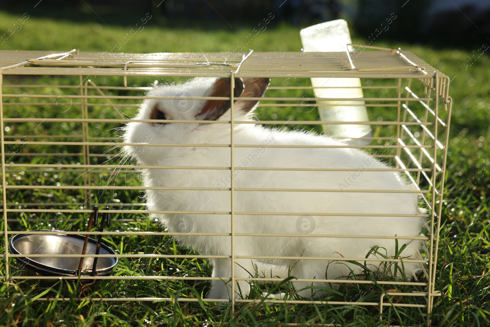 Photo of Cute fluffy rabbit in cage on sunny day. Farm animal