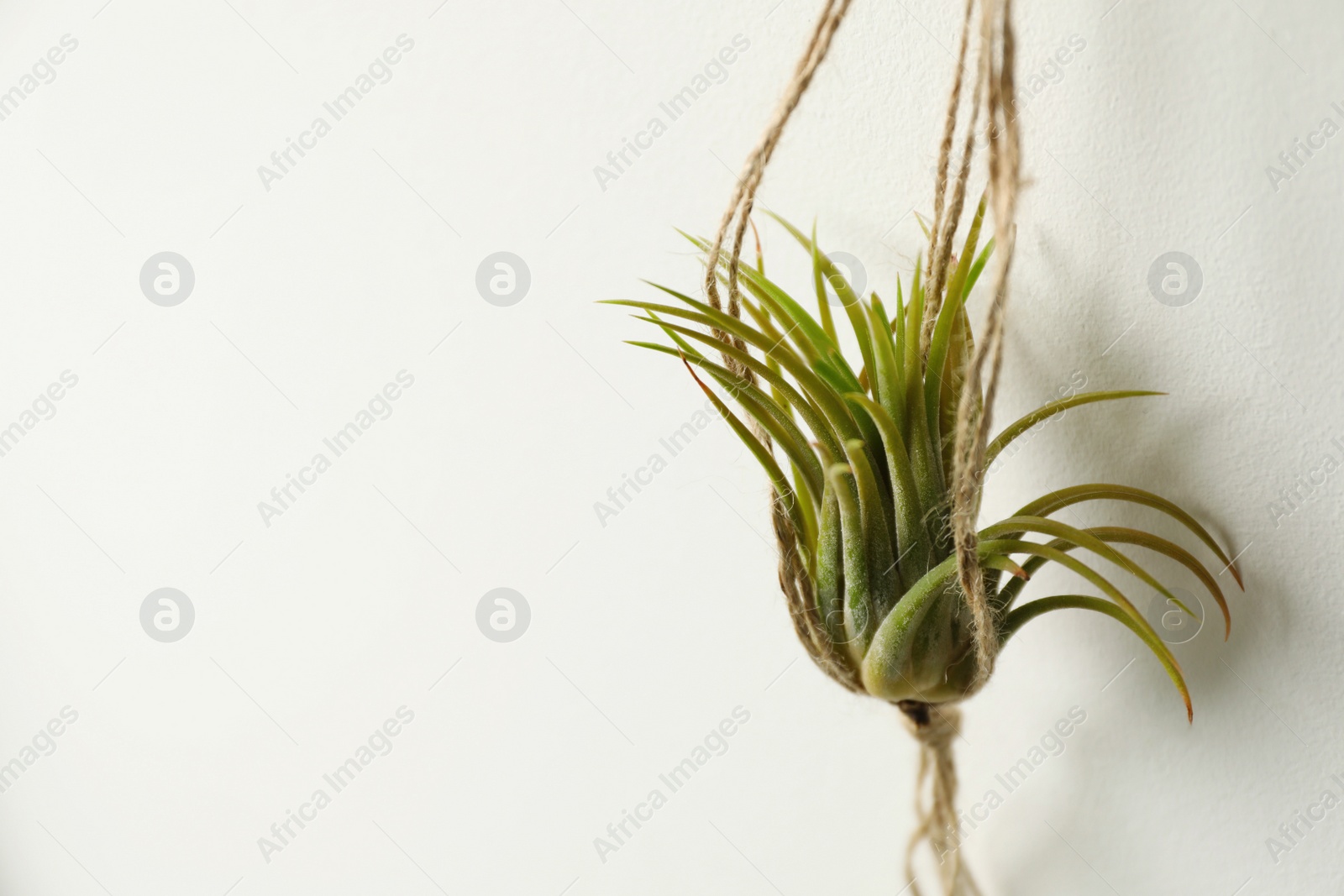 Photo of Beautiful Tillandsia plant on white wall, space for text. Home decor