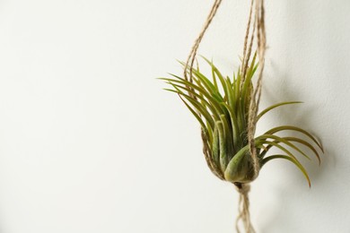 Photo of Beautiful Tillandsia plant on white wall, space for text. Home decor