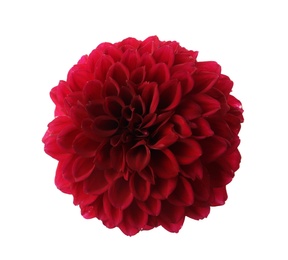 Photo of Beautiful red dahlia flower isolated on white