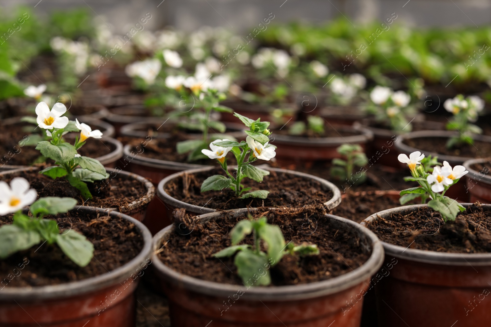 Photo of Many blooming flowers growing in pots with soil, closeup