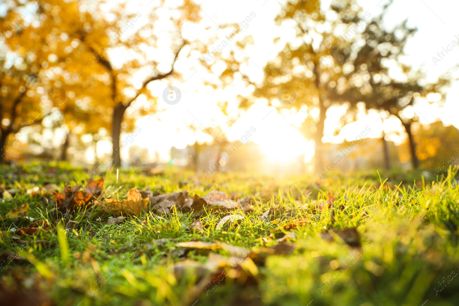 Photo of Fallen leaves on green grass in park. Bokeh effect