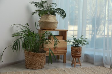 Photo of Beautiful houseplants near window indoors. Interior design