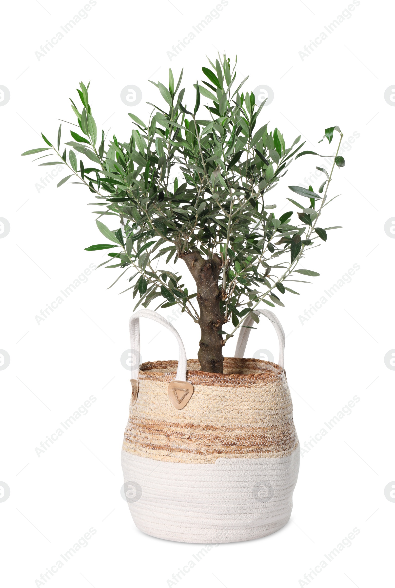 Photo of Beautiful young potted olive tree isolated on white