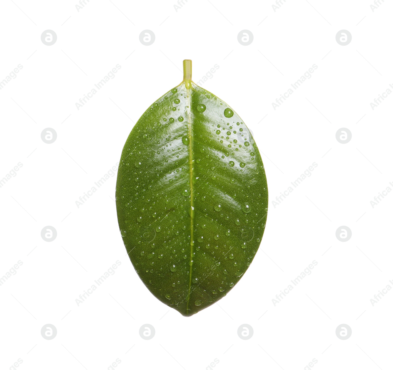 Photo of Fresh green leaf of Ficus elastica plant isolated on white