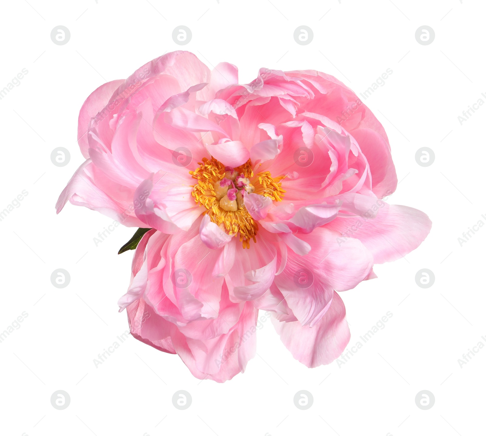 Photo of Beautiful pink peony flower isolated on white