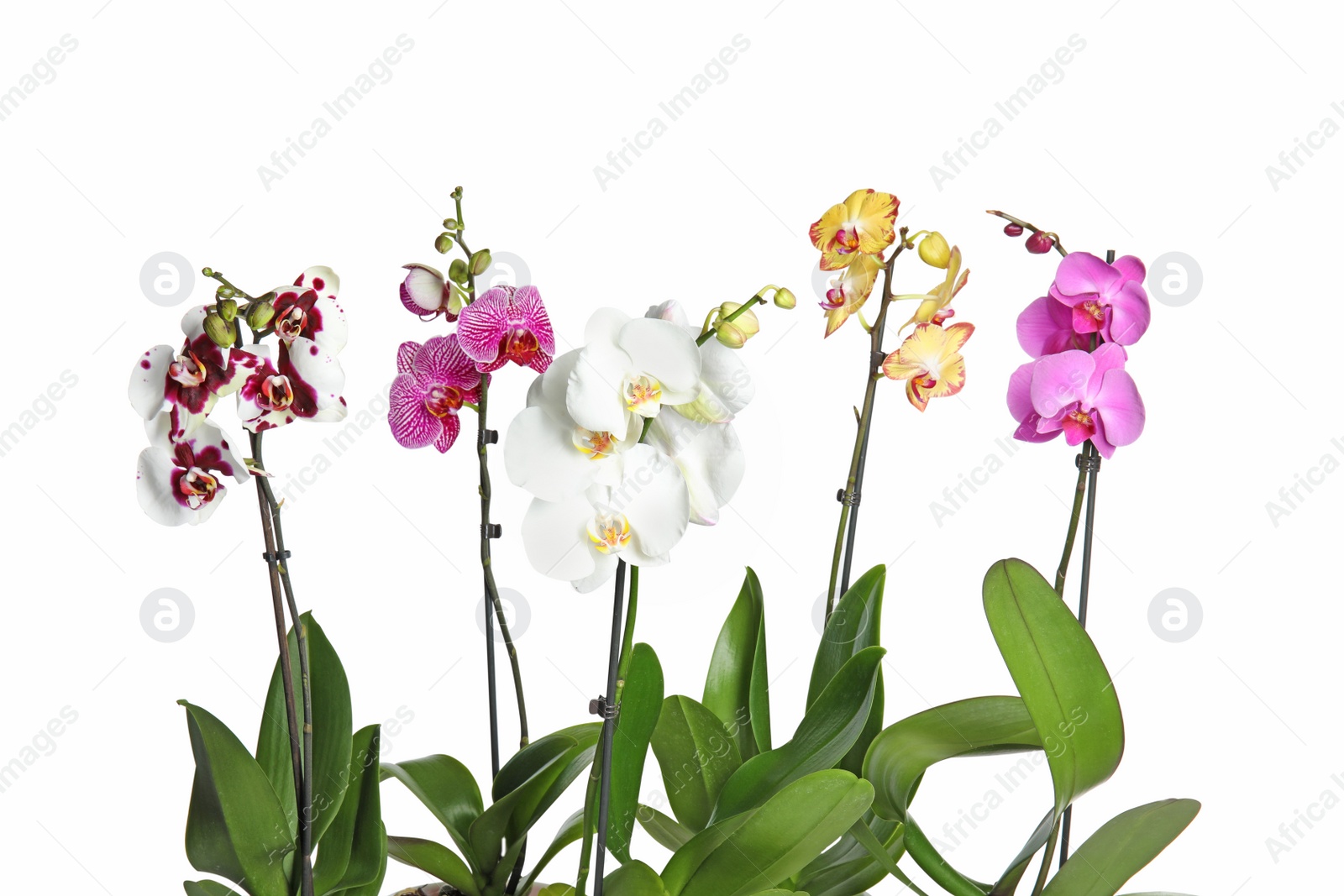 Photo of Beautiful tropical orchid flowers on white background