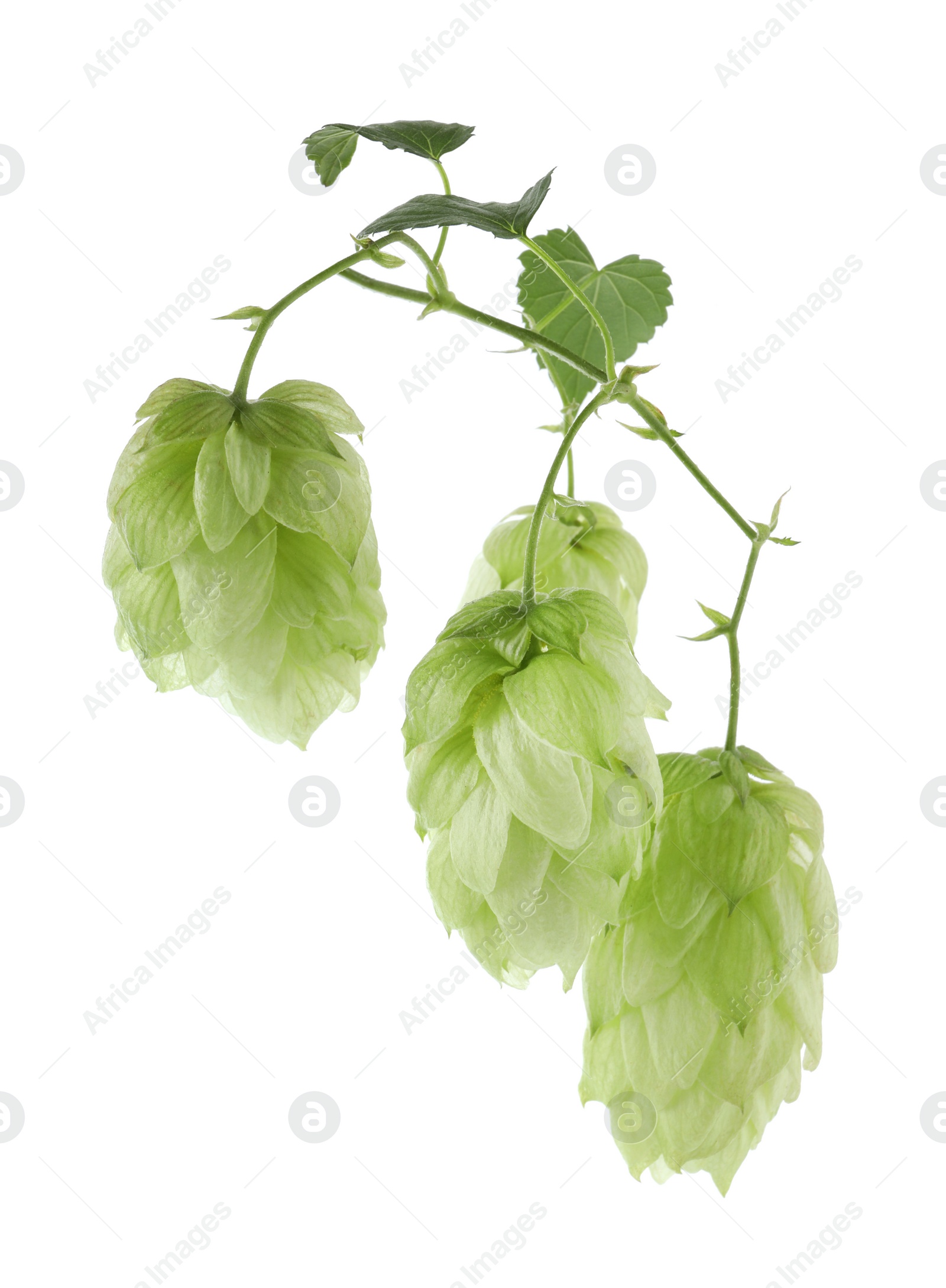 Photo of Branch with fresh green hops and leaves on white background