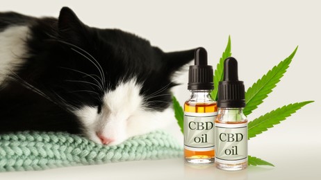 Bottles of CBD oil and cute cat sleeping on plaid
