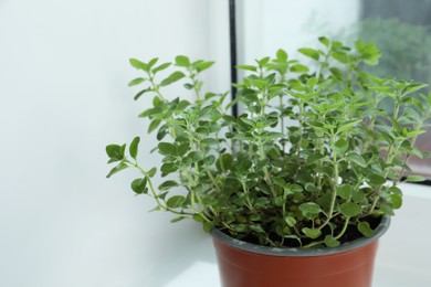 Photo of Fresh potted oregano on windowsill indoors, closeup. Space for text