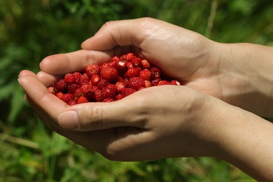 Photo of Woman with handful of fresh wild strawberries outdoors, closeup