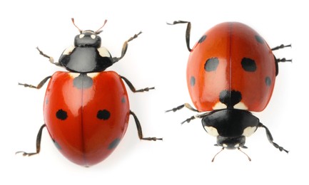 Image of Top view of beautiful ladybugs on white background, collage