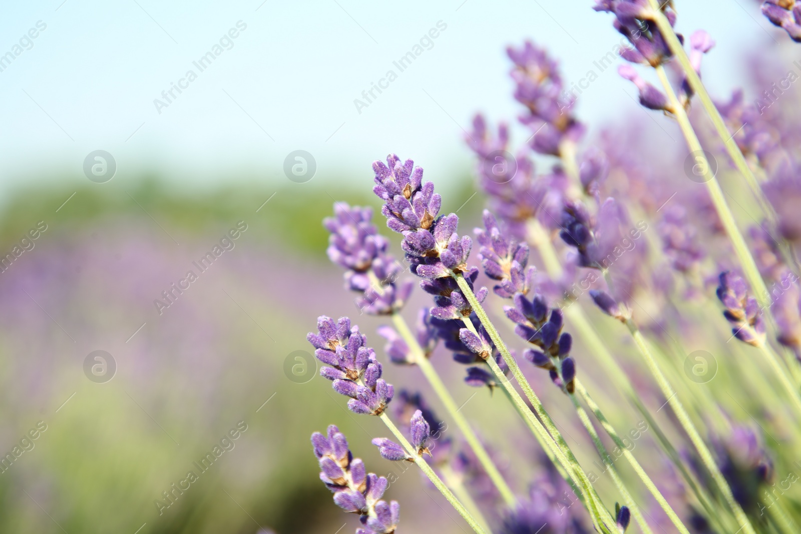 Photo of Beautiful blooming lavender growing in field, closeup. Space for text