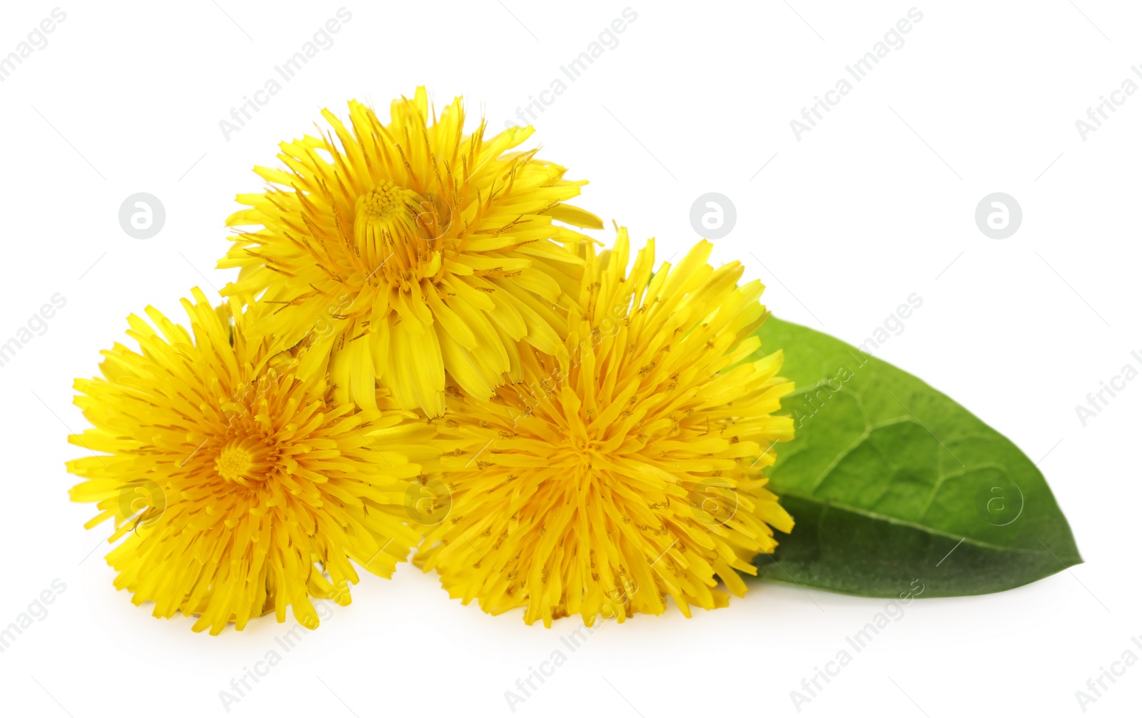 Photo of Beautiful yellow dandelions with leaf on white background