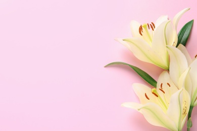 Photo of Beautiful lilies on pink background, flat lay. Space for text