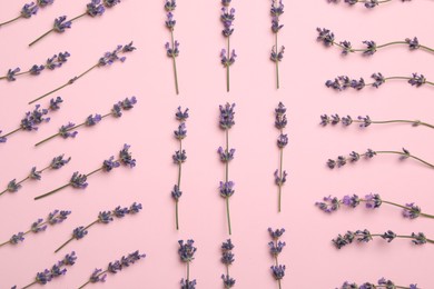Beautiful lavender flowers on pink background, flat lay