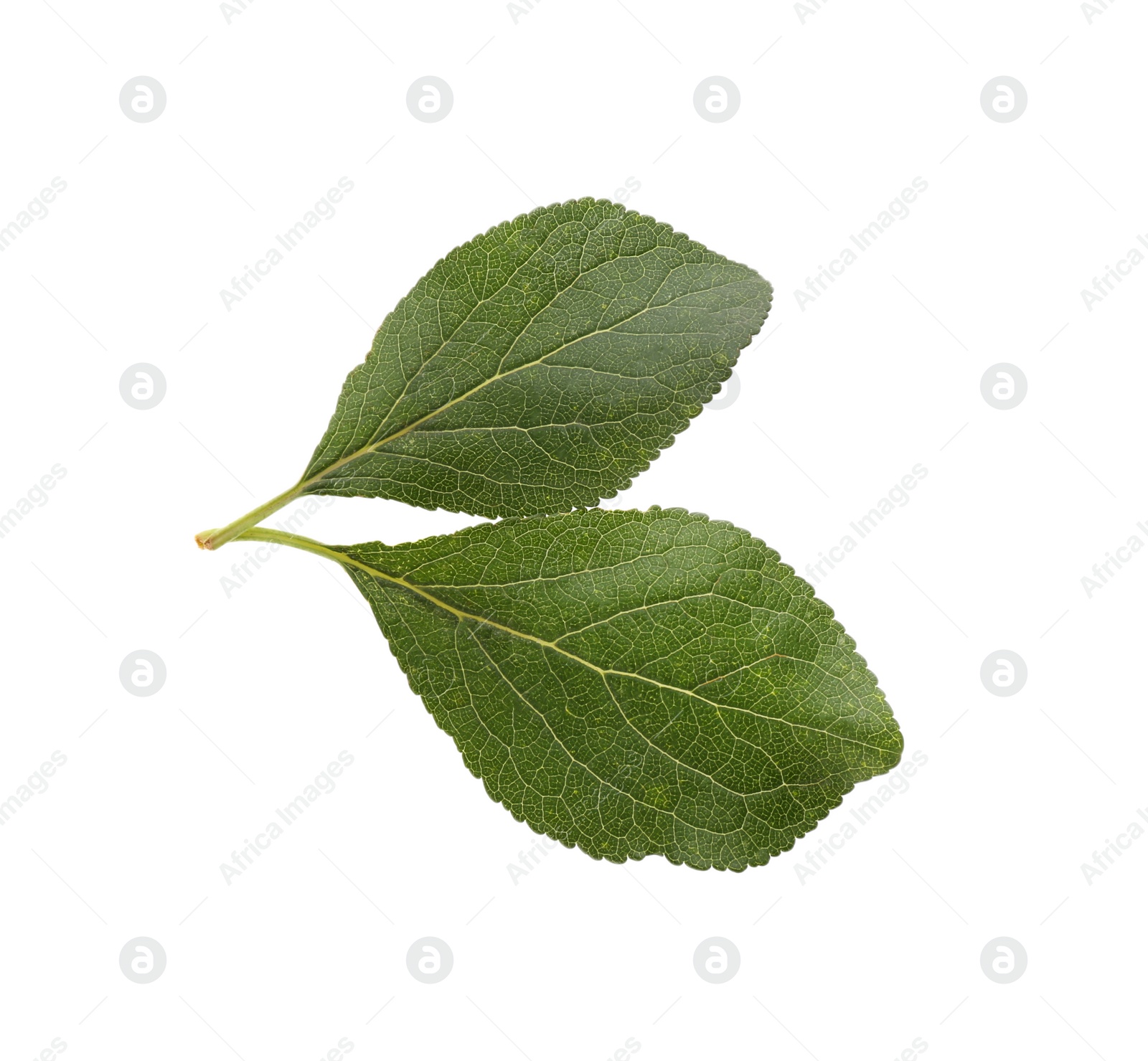 Photo of Fresh green plum leaves isolated on white