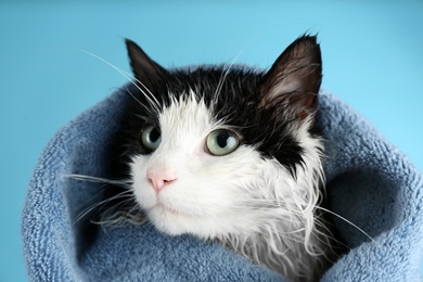 Wet cat wrapped with towel on light blue background