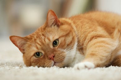 Photo of Cute ginger cat lying on carpet at home, closeup