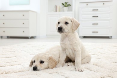 Photo of Cute little puppies on white carpet at home