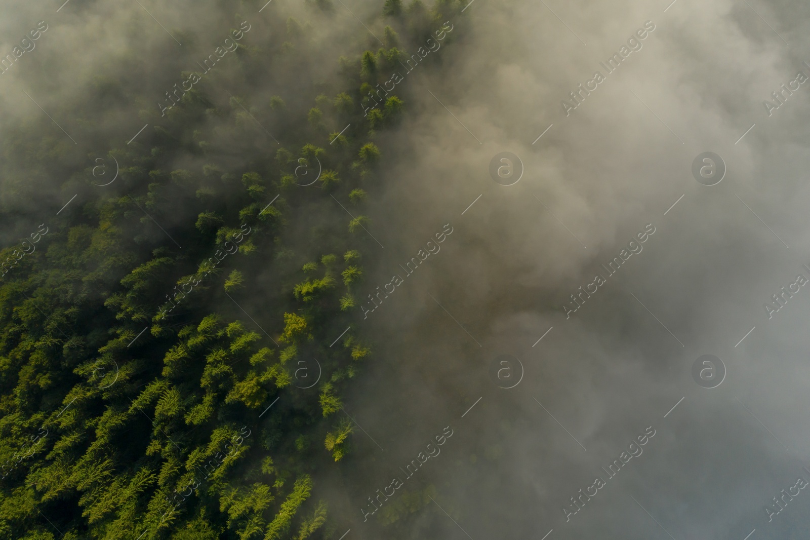 Image of Aerial view of beautiful forest with conifer trees on foggy morning