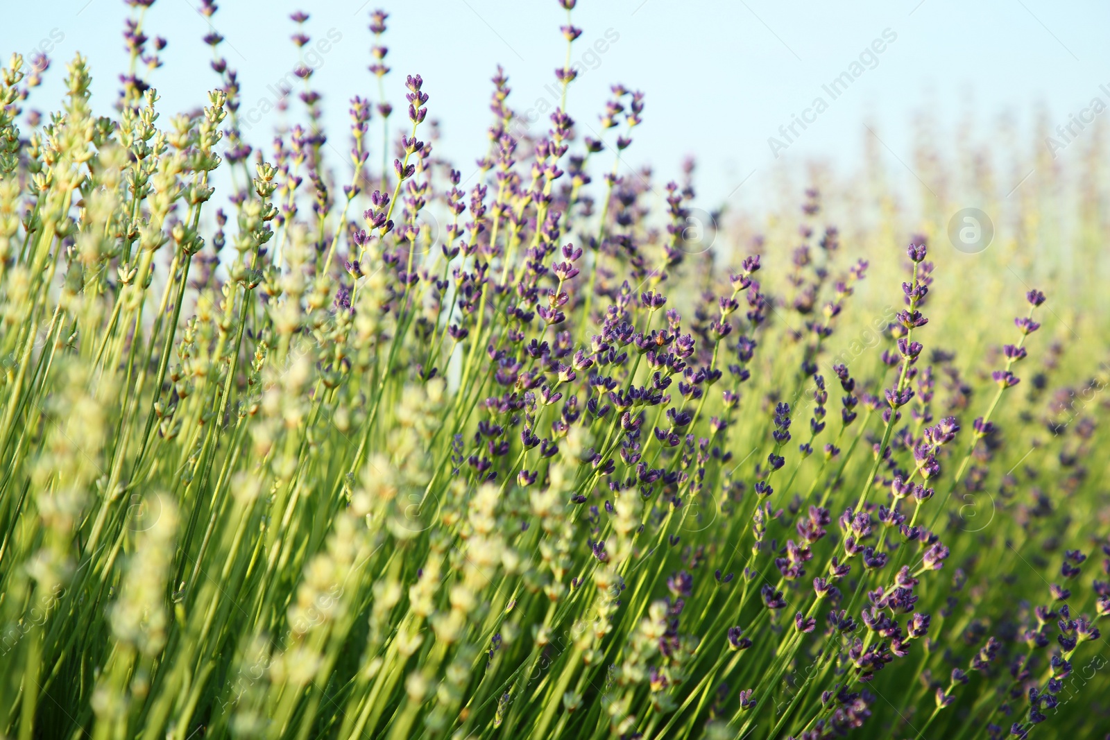 Photo of Beautiful blooming lavender growing in field, closeup