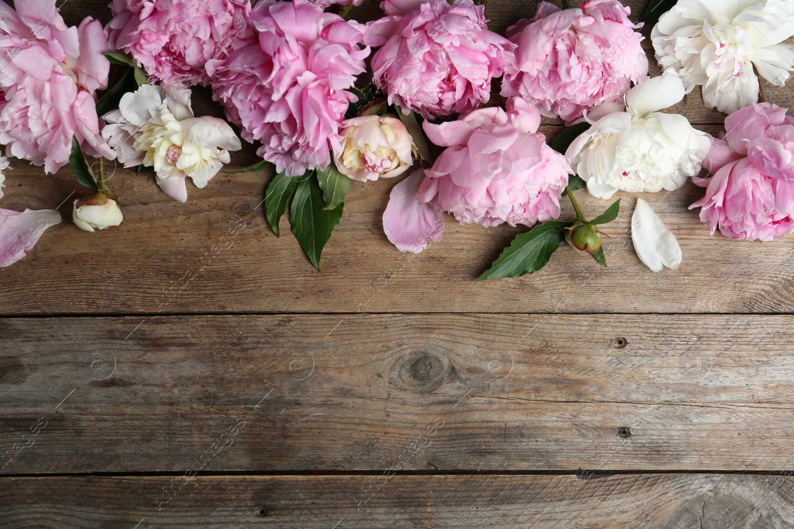 Photo of Beautiful peonies on wooden table, flat lay. Space for text