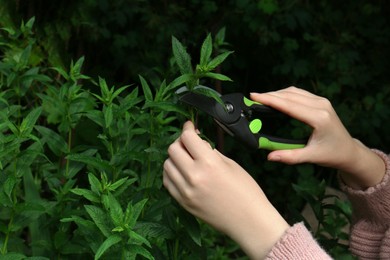 Photo of Woman cutting fresh green mint with pruner outdoors, closeup