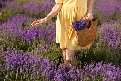 Photo of Young woman with wicker handbag full of lavender flowers in field, closeup