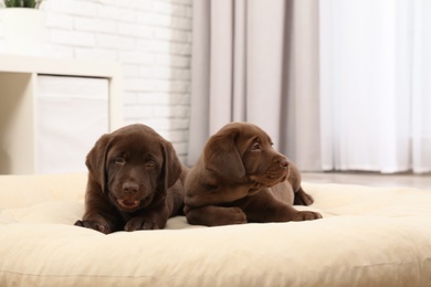 Chocolate Labrador Retriever puppies on pet pillow at home