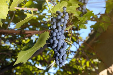 Ripe juicy grapes growing on branch in vineyard