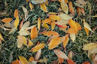 Beautiful yellowed leaves on grass covered with frost outdoors, top view. Autumn season