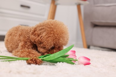 Cute Maltipoo dog with bouquet of beautiful tulips at home, space for text. Lovely pet