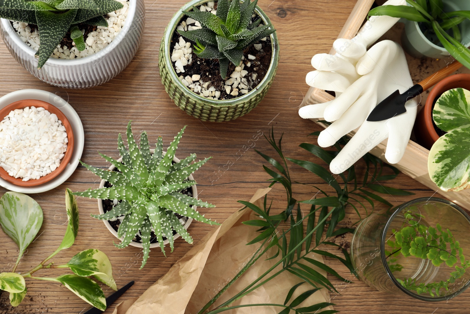 Photo of Houseplants and gardening tools on wooden table, flat lay