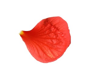 Photo of Beautiful red hibiscus petal isolated on white